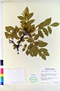 Fraxinus velutina image