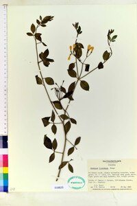 Jasminum floridum image