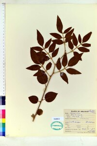 Jasminum humile image