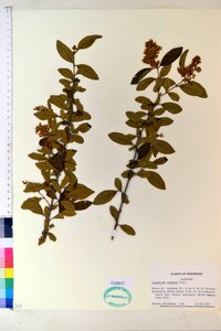 Ligustrum sinense image