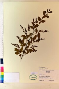 Ligustrum sinense image