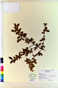 Ligustrum sinense image