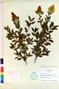 Ligustrum sinense image