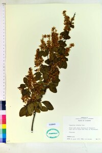 Ligustrum sinense image