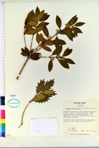 Osmanthus heterophyllus image