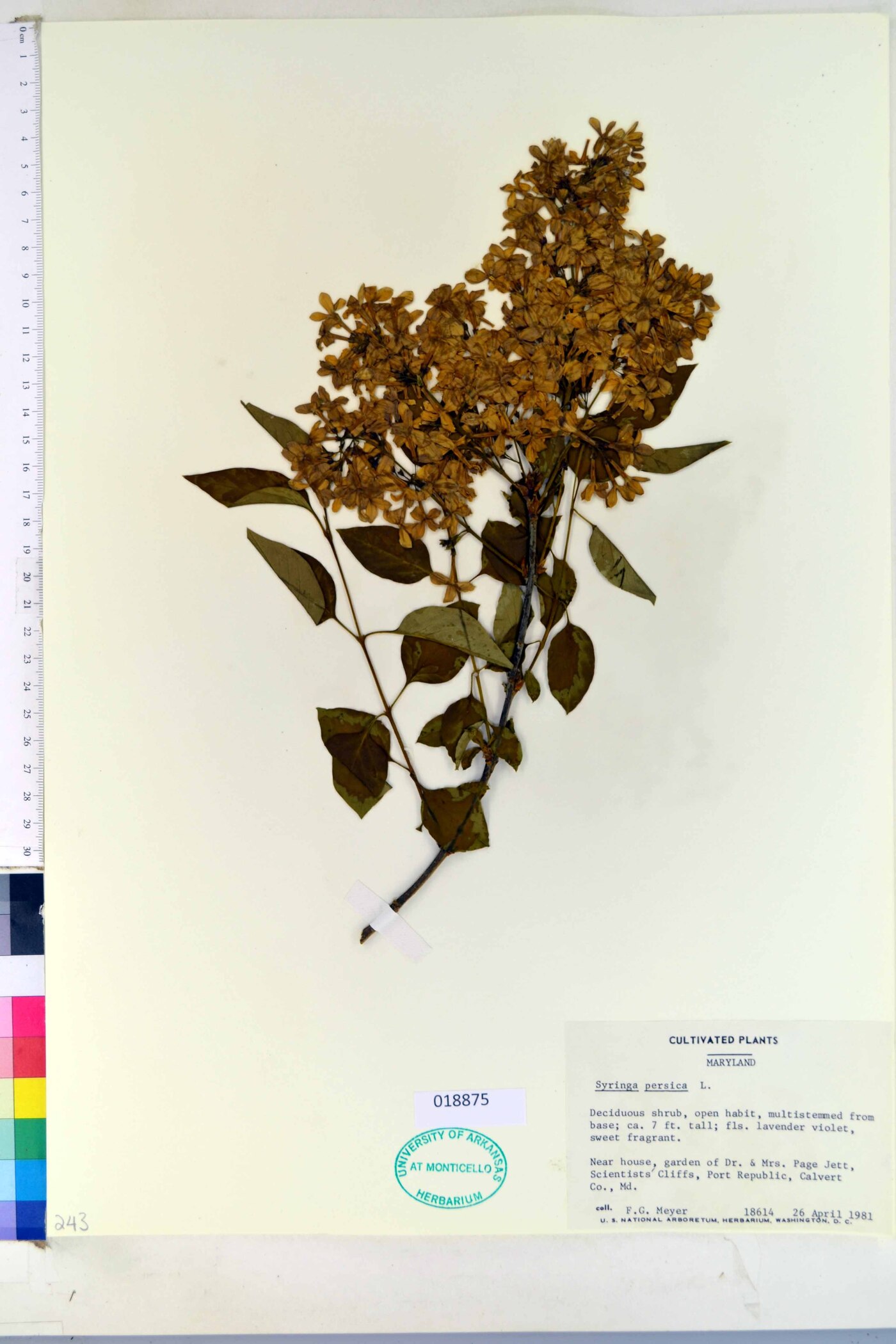 Syringa persica image