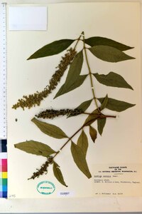 Buddleja japonica image