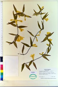 Gelsemium sempervirens image