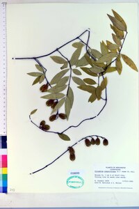 Gelsemium sempervirens image