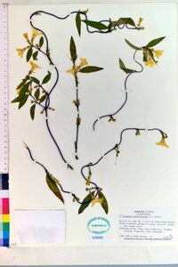 Gelsemium sempervirens image