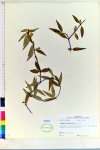 Gelsemium sempervirens image