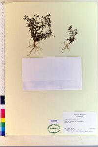 Polypremum procumbens image