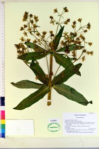 Frasera caroliniensis image