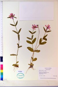 Sabatia boykinii image