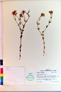 Sabatia campestris image