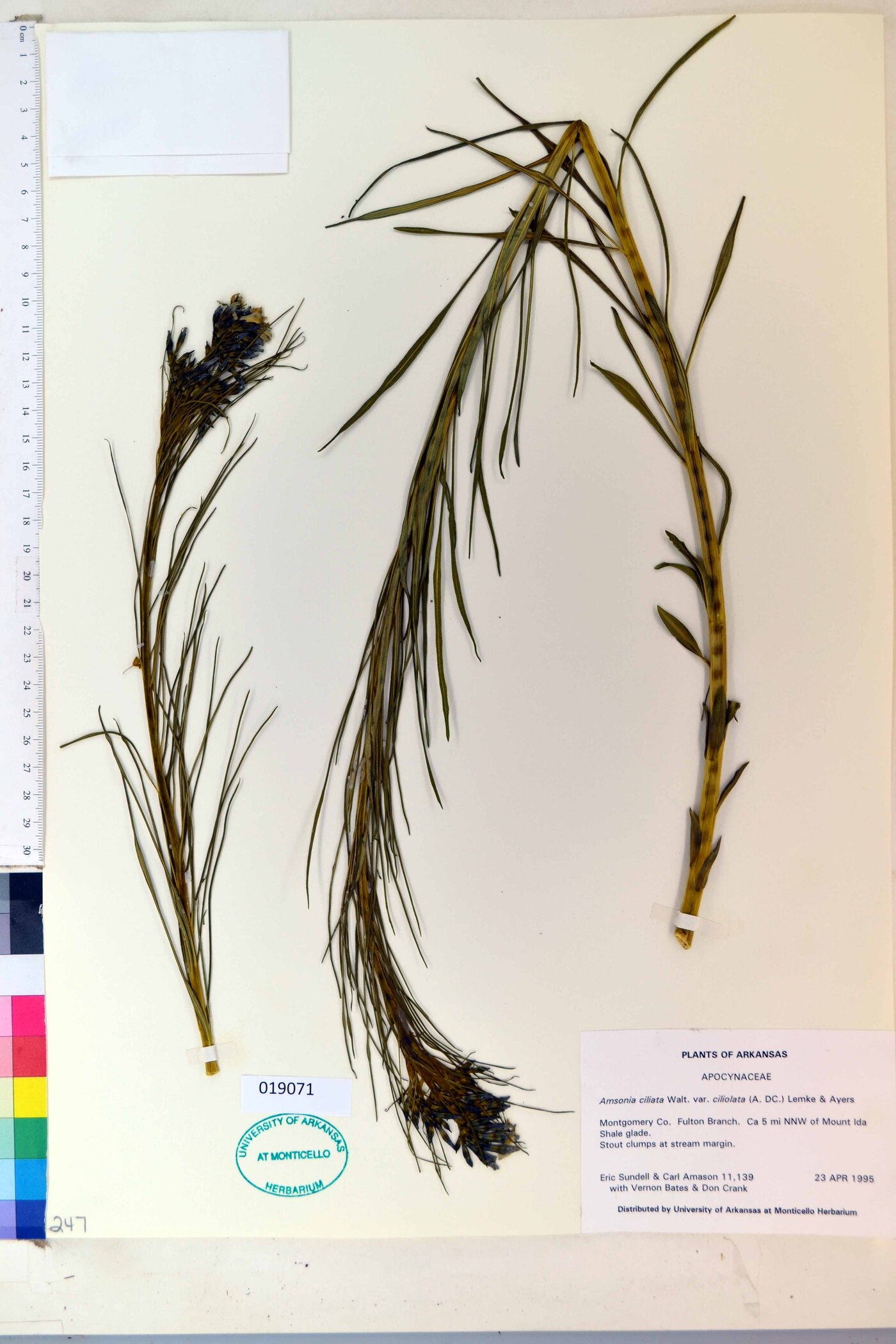 Amsonia ciliata var. ciliolata image