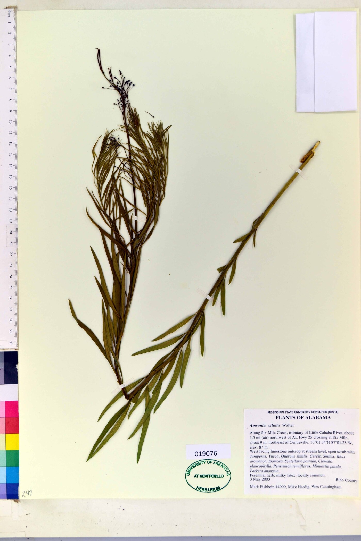 Amsonia ciliata image