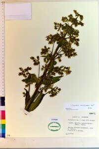 Frasera caroliniensis image