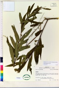 Amsonia illustris image