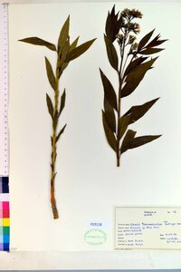 Amsonia tabernaemontana image