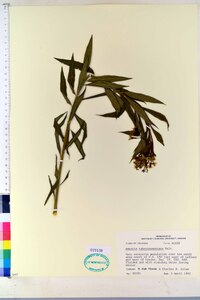 Amsonia tabernaemontana image