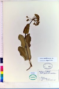 Asclepias amplexicaulis image