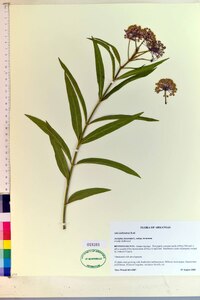 Asclepias incarnata subsp. incarnata image