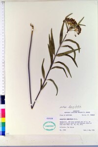 Asclepias longifolia subsp. longifolia image