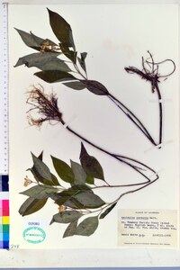 Asclepias perennis image