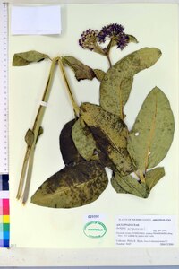 Asclepias purpurascens image