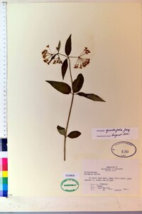 Asclepias quadrifolia image