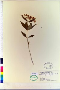 Asclepias quadrifolia image