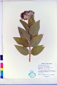 Asclepias speciosa image