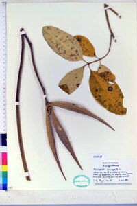 Asclepias variegata image