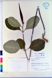 Asclepias variegata image