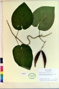 Matelea baldwyniana image