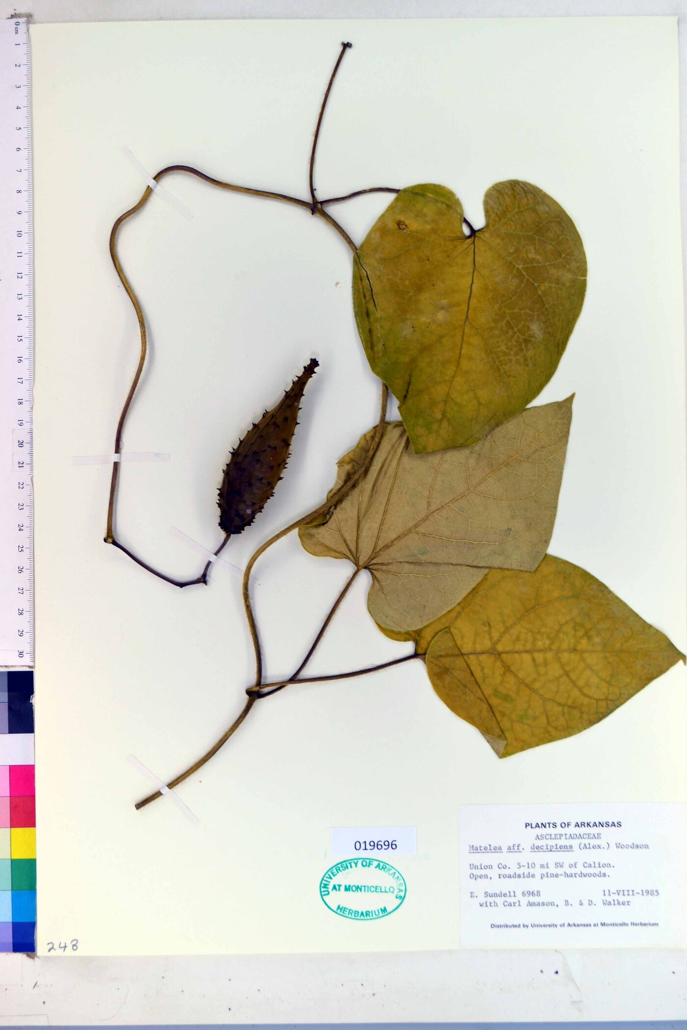 Matelea decipiens image