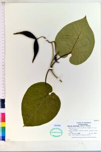 Matelea decipiens image