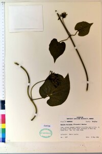 Matelea decipiens image