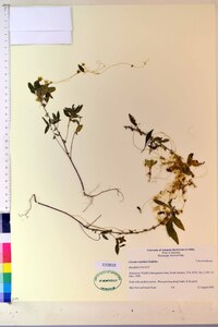 Cuscuta cuspidata image