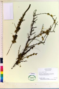 Cuscuta cuspidata image