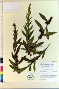 Cuscuta gronovii image