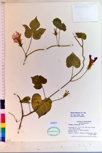 Ipomoea hederacea image