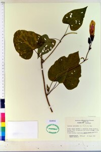 Ipomoea pandurata image