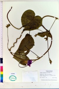 Ipomoea purpurea image