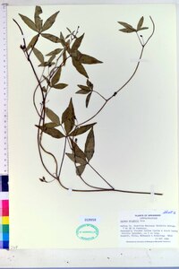 Ipomoea wrightii image