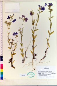 Phlox drummondii image