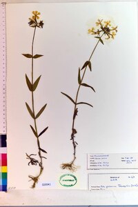 Phlox glaberrima image