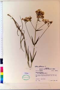 Phlox glaberrima image