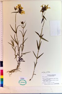 Phlox pilosa subsp. pilosa image